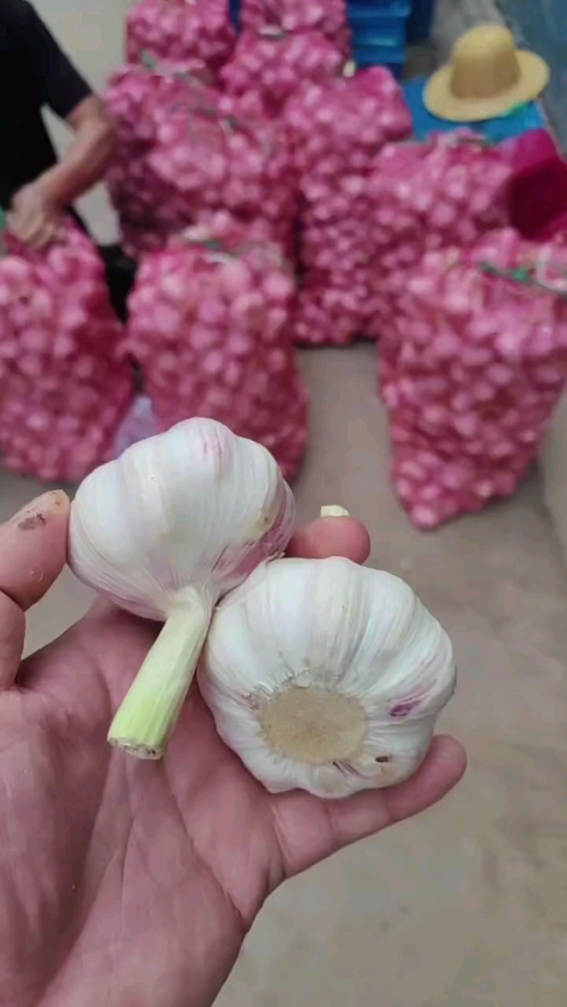优质山东大蒜产地