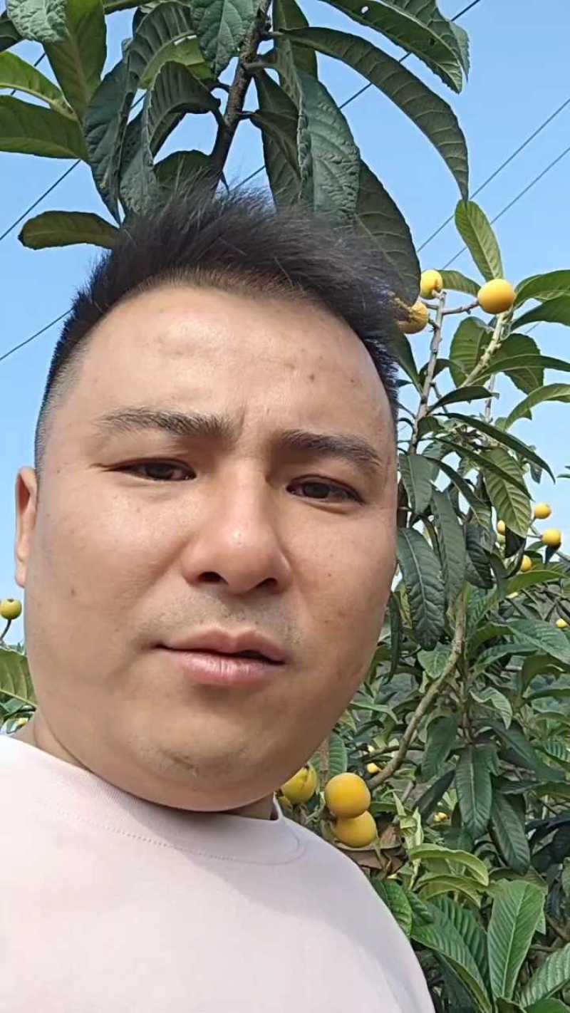 大五星枇杷大量上市，电商果，工厂果，市场果大量供应