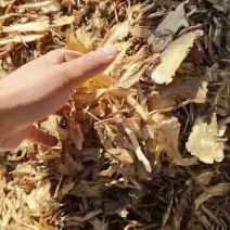甘肃岷县当归中药材正品野生煮鸡蛋当归干货当归片泡水煲汤纯