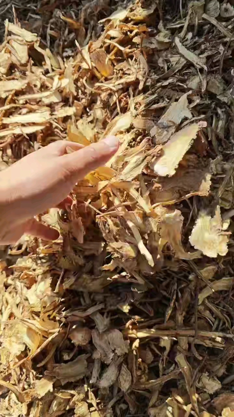 甘肃岷县当归中药材正品野生煮鸡蛋当归干货当归片泡水煲汤纯