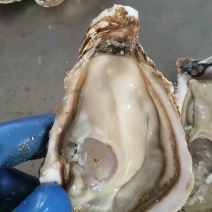 精品乳山生蚝加工批发全国发货产地直发