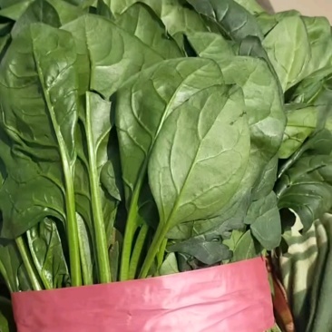 大叶菠菜20~25厘米大量现货，质量好可以供应商超市