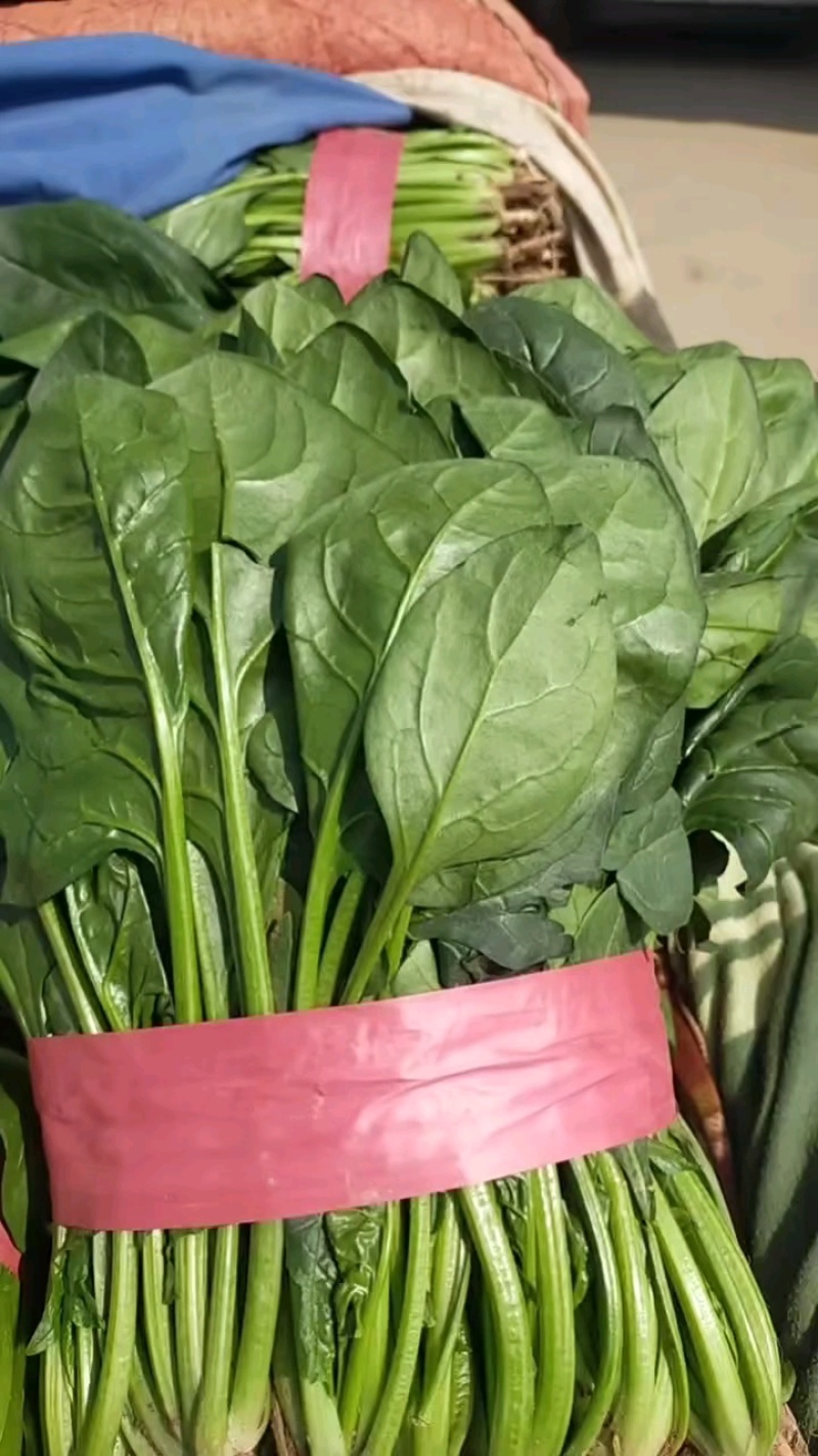 大叶菠菜20~25厘米大量现货，质量好可以供应商超市