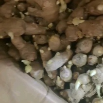山东优质大黄姜姜种价格便宜货源充足。出芽旺盛。