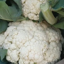 【荐】北松花菜大量上市货源充足质量好供应超市市场食堂