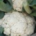 【荐】北松花菜大量上市货源充足质量好供应超市市场食堂