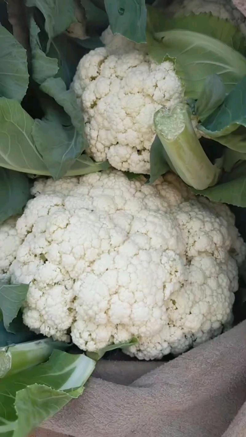 【荐】北松花菜大量上市货源充足质量好供应超市市场食堂