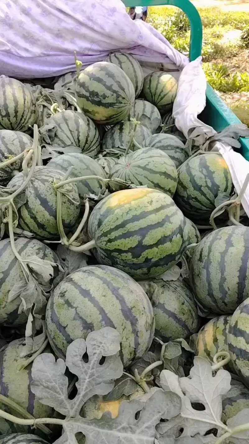 强者711头茬西瓜，产地直供，全国代发，量大质优，价格便宜