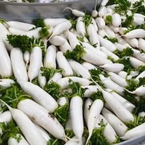荆门白萝卜湖北萝卜白萝卜大量供应可视频看货欢迎来电
