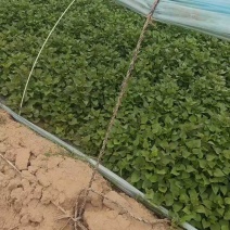 板栗薯苗，蜜薯苗，蜜薯29，哈密，济33，心香，徐50