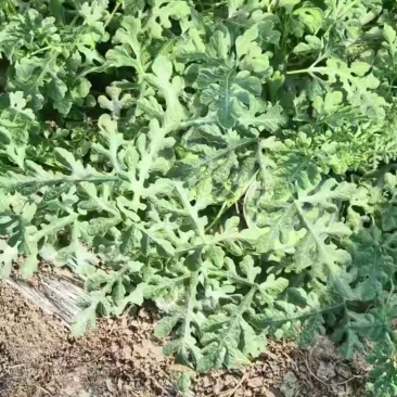 直生苗无籽西瓜大量接单产地直发欢迎来电咨询合作