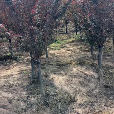 梅花产地直销美人梅规格5-15公分货源充足