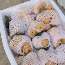 云南蒙自枇杷