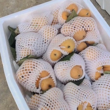 云南蒙自枇杷