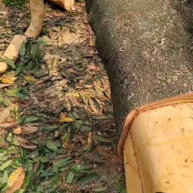 【岭南油桂】沉水桂红水桂白水桂油分足老油桂中药材