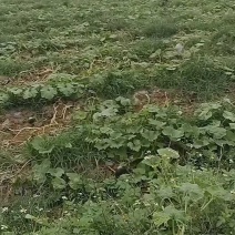 湛江贝贝王南瓜，品相好价格优！