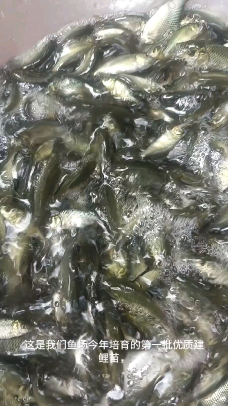 鲤鱼苗大量供应渔场直发价格优惠成活率高支持视频看货