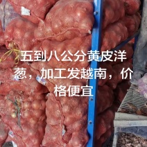 大量供应黄皮洋葱，各种规格都有，一手货源，一吨起批