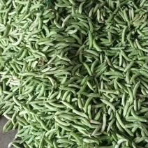 新豌豆大量上市，有需要可联系。