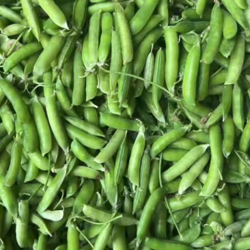 青豌豆，籽粒饱满，己上市，基地直发，代发全国市场