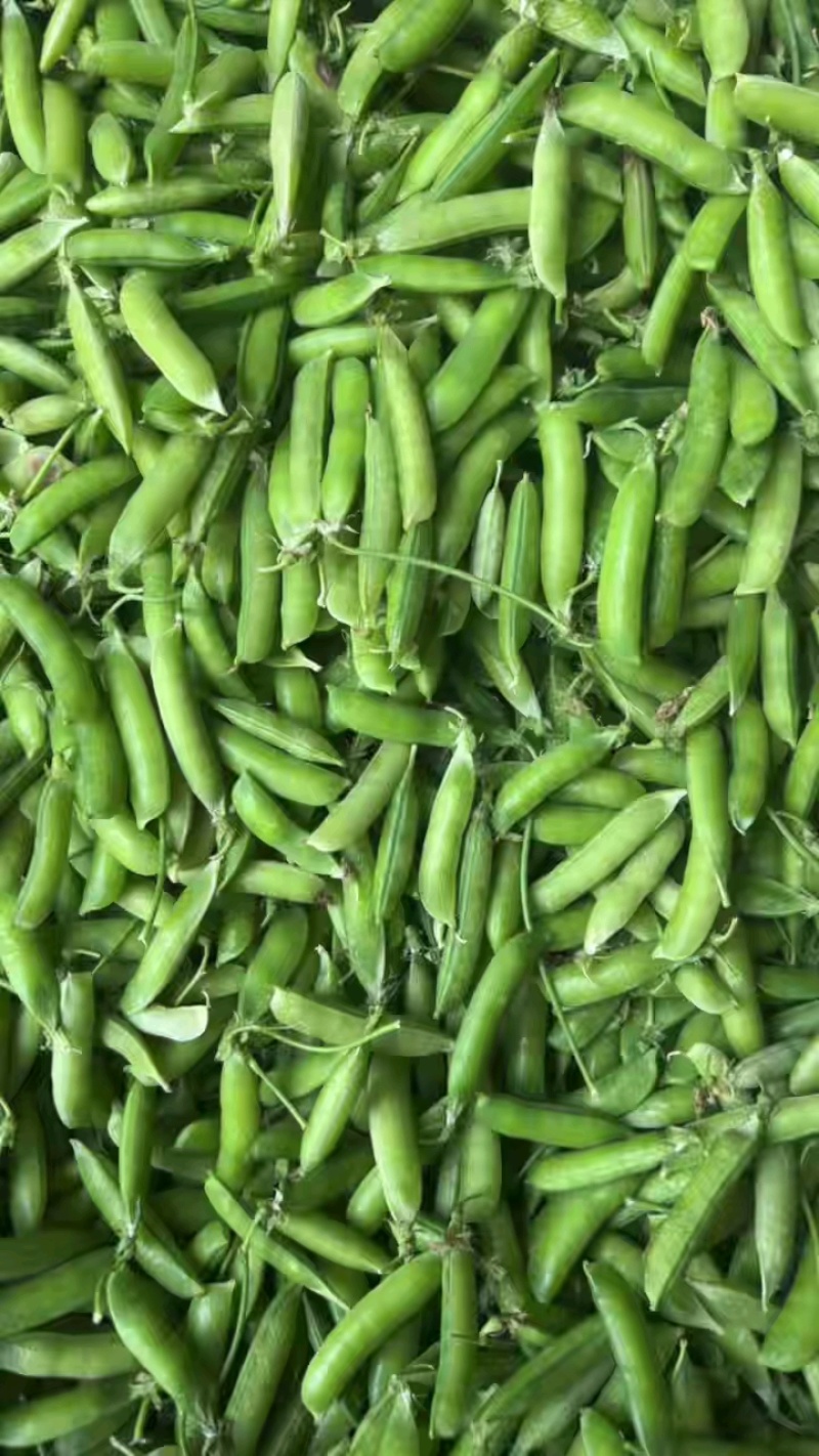 青豌豆，籽粒饱满，己上市，基地直发，代发全国市场
