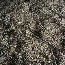 高含量高萌发绒毛营养货，种子成熟，大量有货。