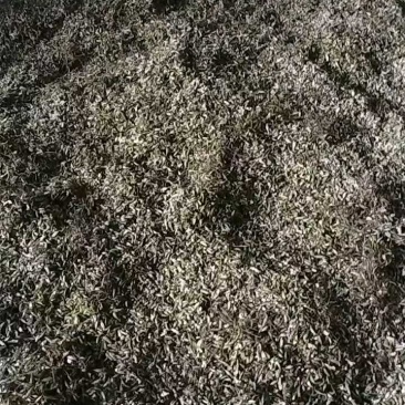 高含量高萌发绒毛营养货，种子成熟，大量有货。