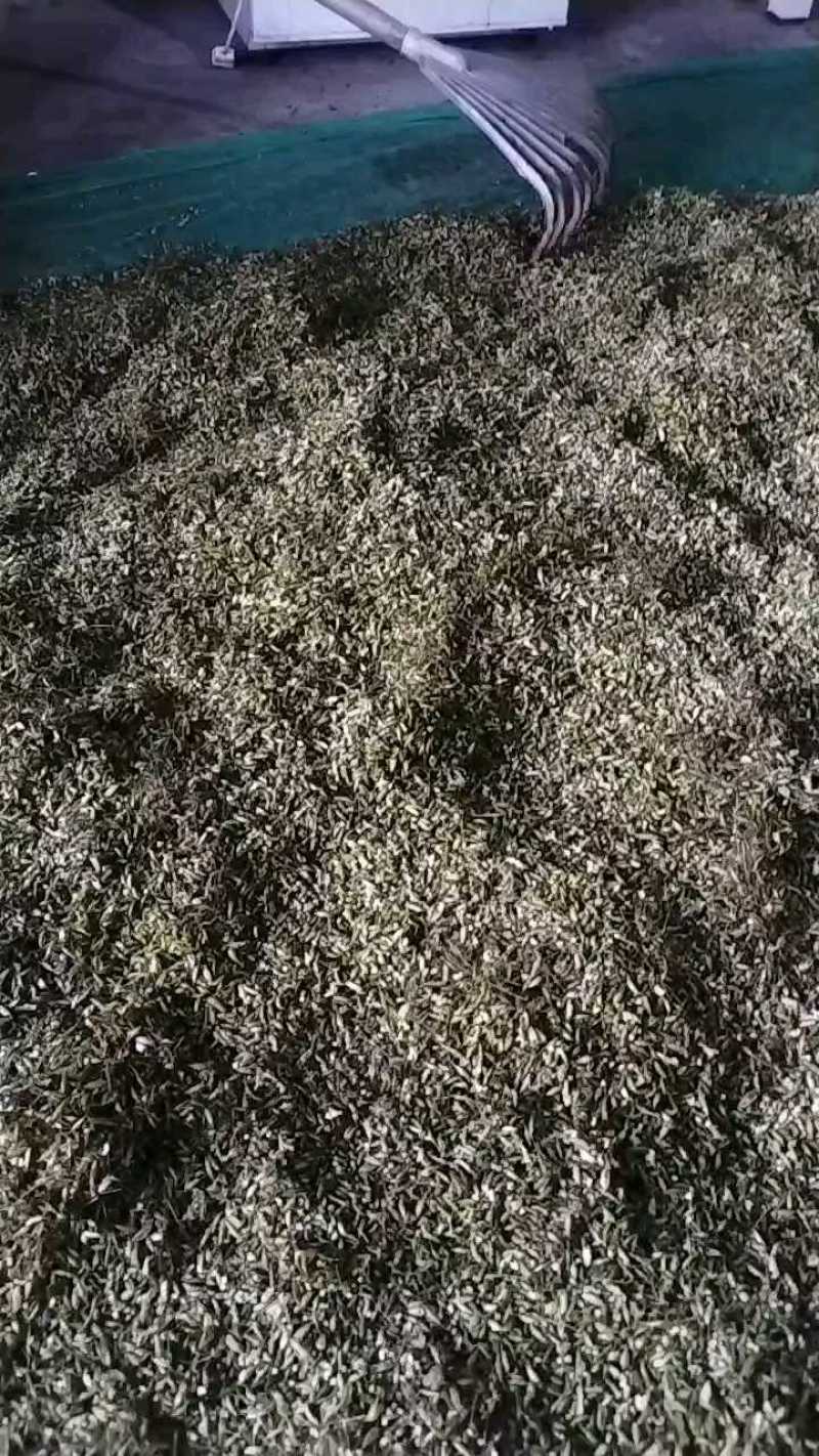高含量高萌发绒毛营养货，种子成熟，大量有货。