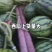 山东莘县小糖丸西瓜，礼品西瓜品质保证服务周到产地直发