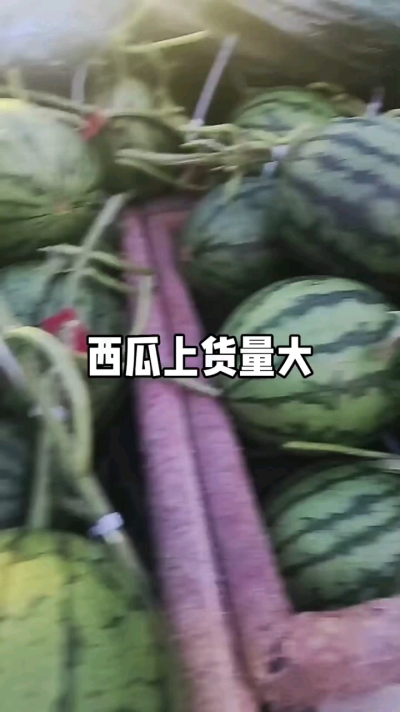 山东莘县小糖丸西瓜，礼品西瓜品质保证服务周到产地直发