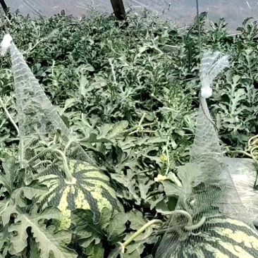 美多全熟瓜，个头大又均匀！