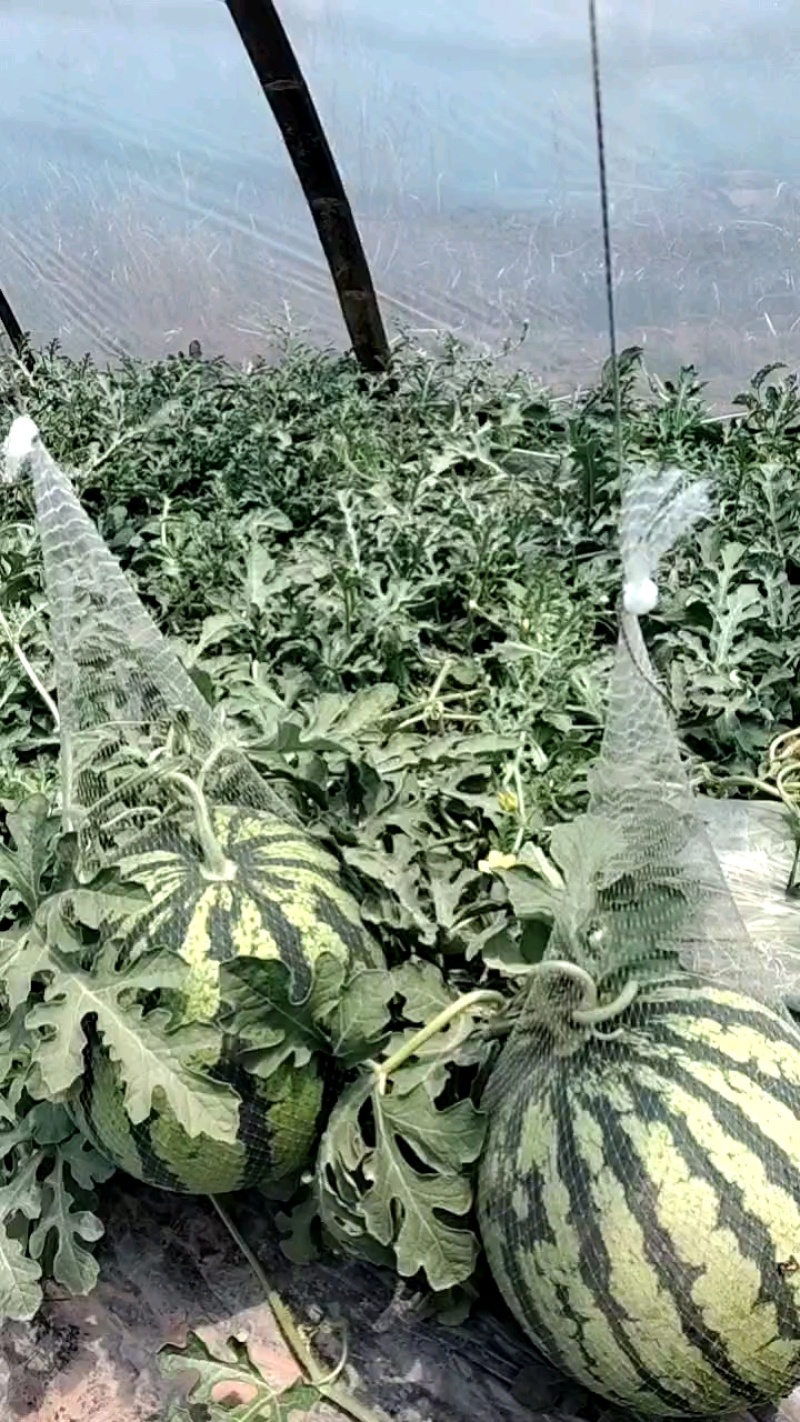 美多全熟瓜，个头大又均匀！