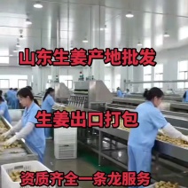 出口贸易/供货市场/电商（水洗姜/风干姜/姜巴）全国发货