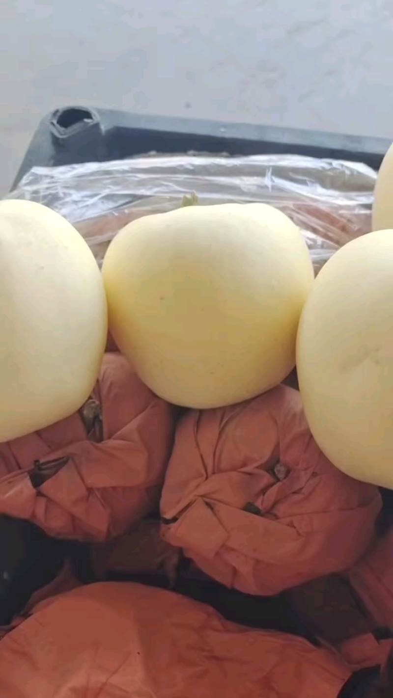 黄元帅苹果，个大干净白，一块四五，大量有货！