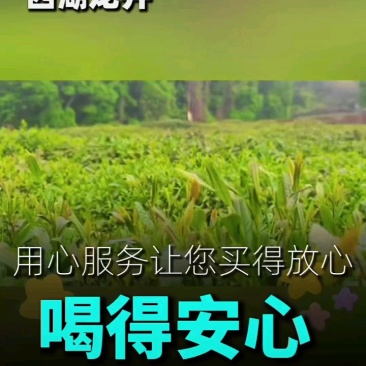 西湖龙井群体种土茶
