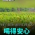 西湖龙井群体种土茶