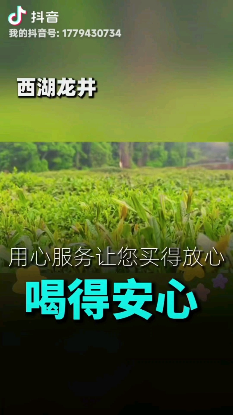 西湖龙井群体种土茶