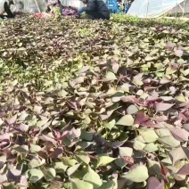 基地直供脱毒25苗西瓜红薯苗蜜薯苗支持一代发物流专车