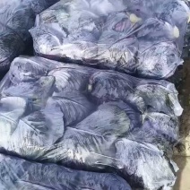 [推荐]紫甘蓝大量供应支持各种包装规格，全国发货