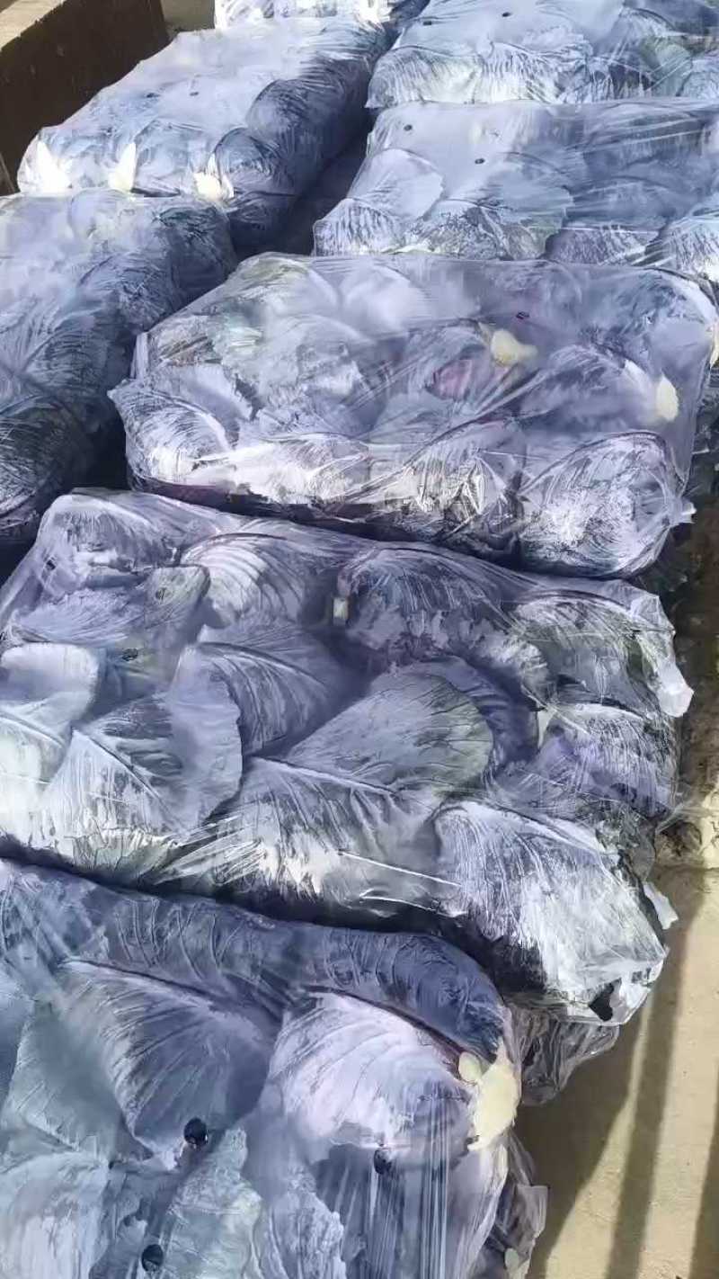 [推荐]紫甘蓝大量供应支持各种包装规格，全国发货