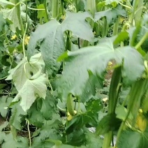 鲜花丝瓜，产地直销，现摘现发，没有中间差价直接对接商家，，，