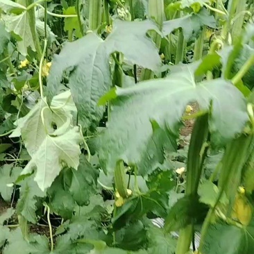 鲜花丝瓜，产地直销，现摘现发，没有中间差价直接对接商家，，，