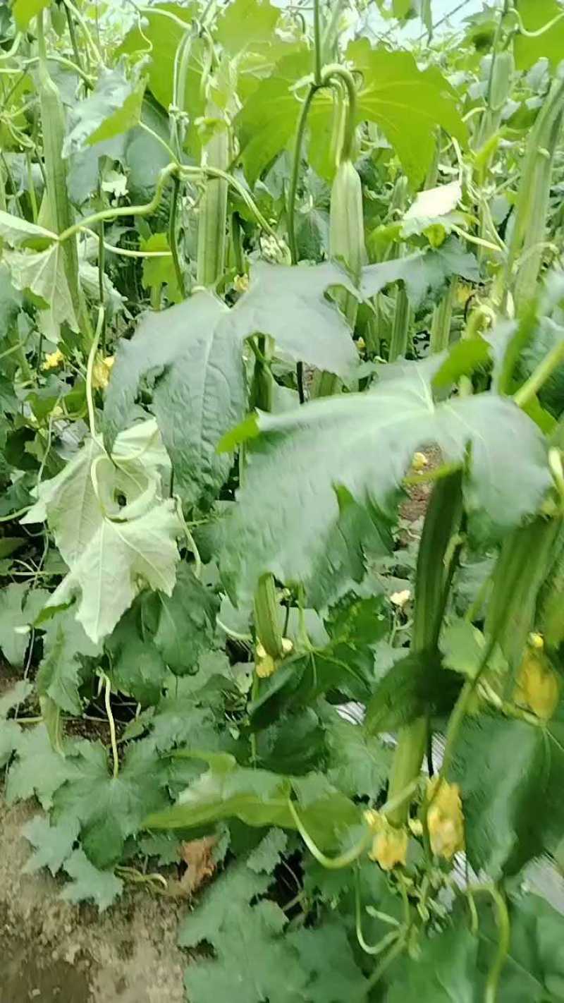 鲜花丝瓜，产地直销，现摘现发，没有中间差价直接对接商家，，，