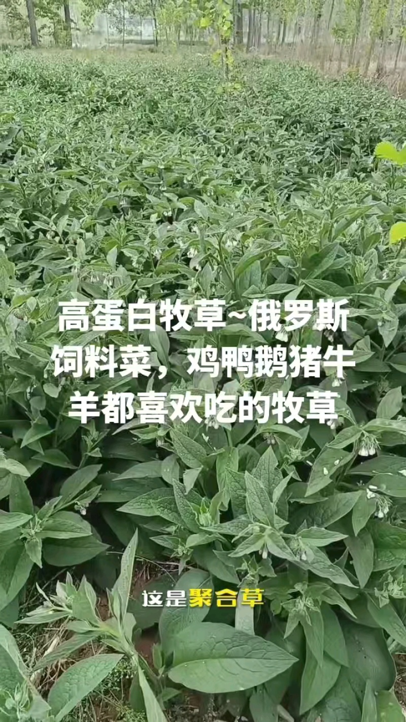 俄罗斯饲料菜，产量高达15吨，房前屋后都可以种植