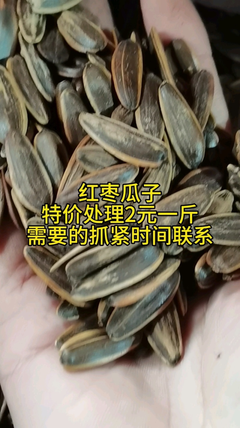 红枣味瓜子特价，2元/斤，颗粒大饱满！