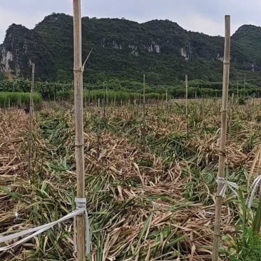 【黄金甘蔗苗】易松甘蔗种苗西施基地自销广西农科院