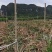 【黄金甘蔗苗】易松甘蔗种苗西施基地自销广西农科院