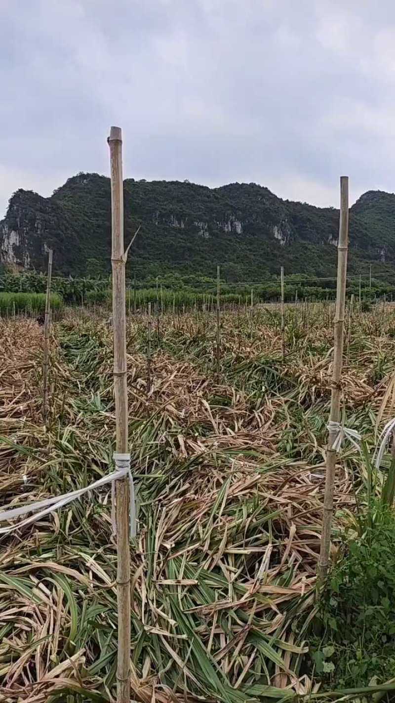 【黄金甘蔗苗】易松甘蔗种苗西施基地自销广西农科院