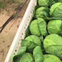 甘蓝南通新鲜甘蓝产地直供一手货源量大从优欢迎咨询