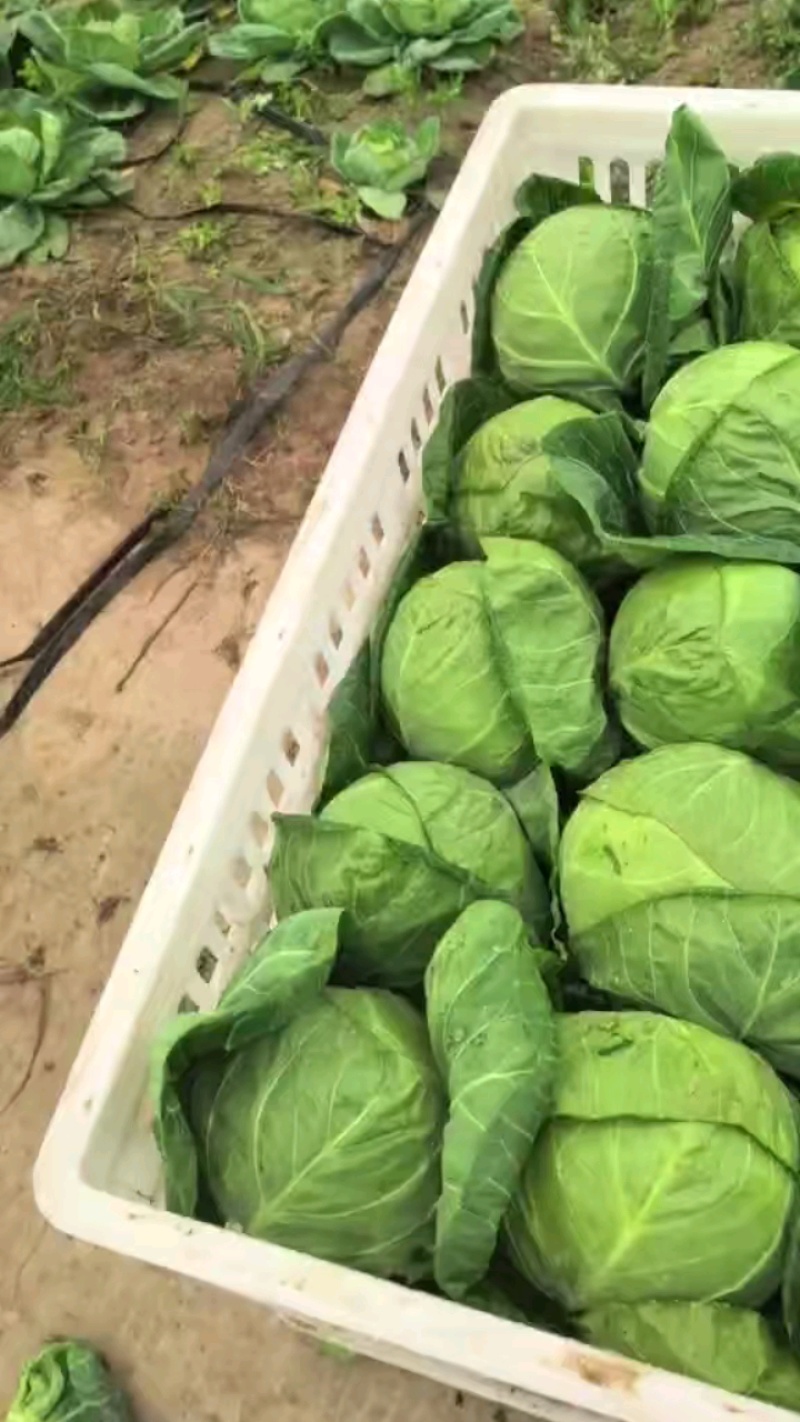 甘蓝南通新鲜甘蓝产地直供一手货源量大从优欢迎咨询